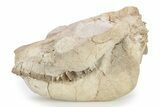 Fossil Oreodont (Leptauchenia) Skull - South Dakota #249246-1